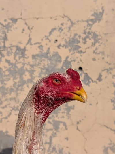 white Japanese king shamo pair available