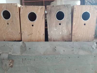 Fisher parrots breed box