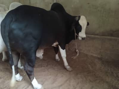 Qurbani animal for sale