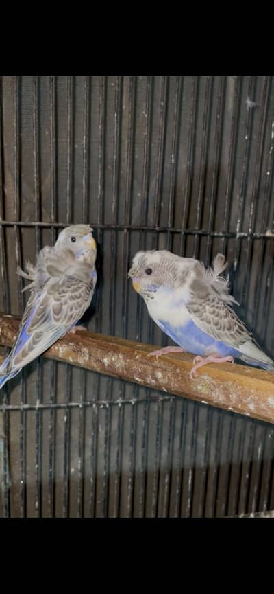 voilet recessive pied hogoromo double flowers