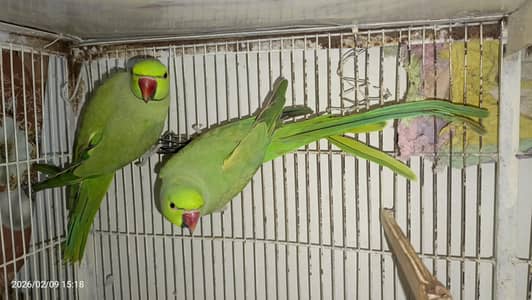 ringneck green parrot