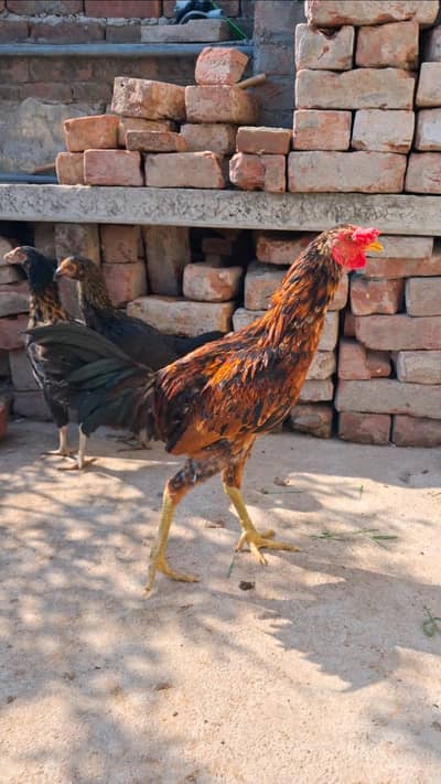 Aseel Pathe Available Thai x Pakistani