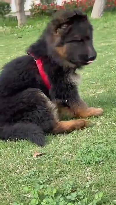 German Shepherd male puppy for sale 03262107955 my WhatsApp number