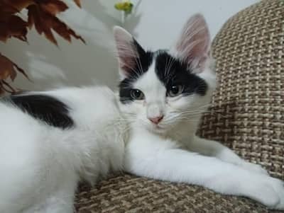 Semi Persian female kitten