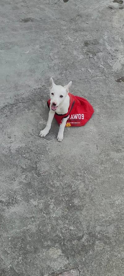 pure class dogo argentini female puppy