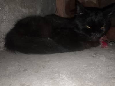 parshiyan black cat male price 9000