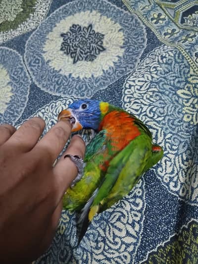 Rainbow Lorry Full Tamed