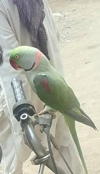 kashmiri raw parrot and train connect number WhatsApp 0340==1247==576
