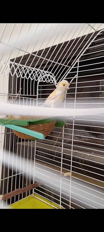 Mosaic canary female available