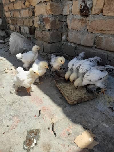 white brahma chicks to sell