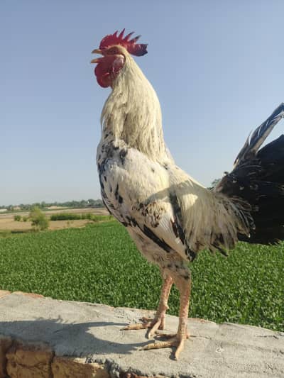 3no akhty sale karny hain 2 bhi mill gye gy