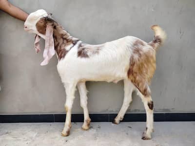 2 danth khassi