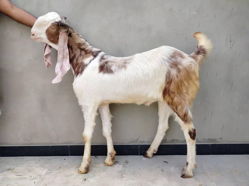 2 danth khassi 0