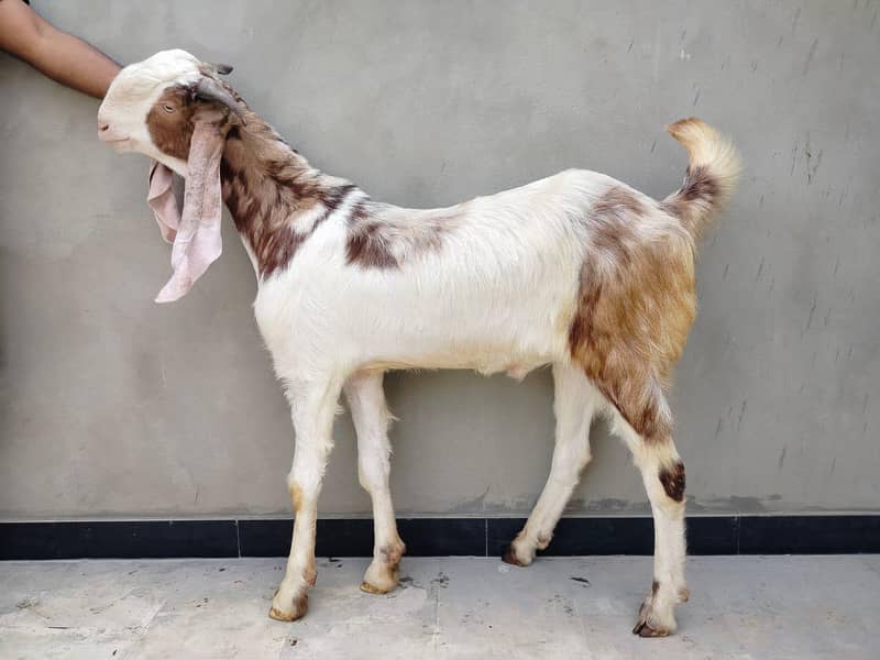 2 danth khassi 1