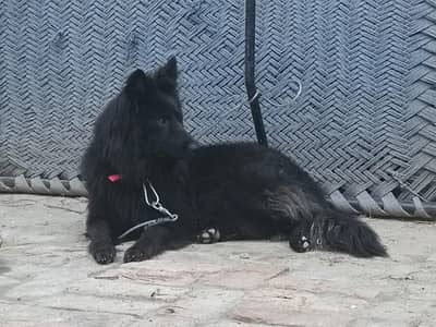 Belgian shepherd