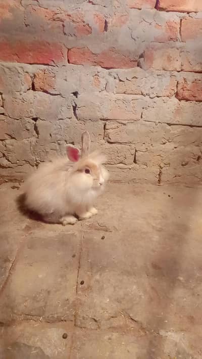 Flemish lion head baby And English Angura female