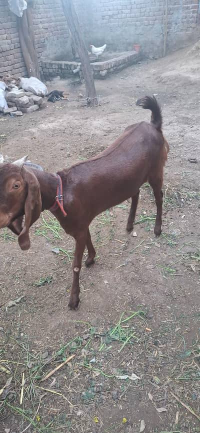 Specially Qurbani Animals