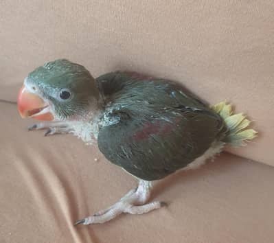 Olive  RAW/03152248124