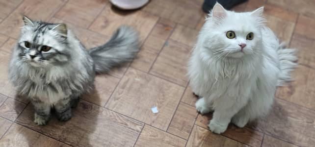 Persian cats gray and white pair