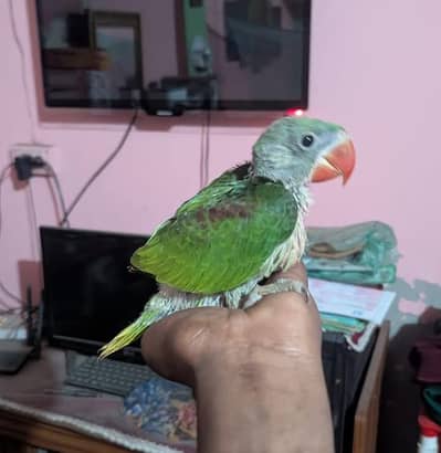 Kashmiri Raw Chick Male Active Healthy