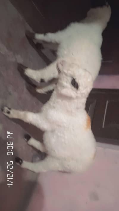 urgent sale need cash