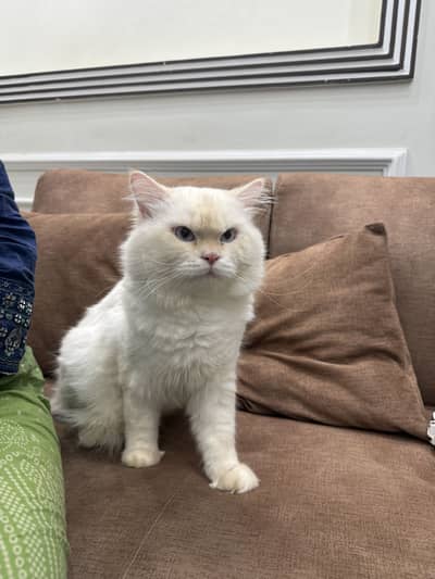 Persian Cats Pair available for Sale