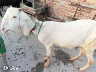 white Doughli nasal goat for qurbani