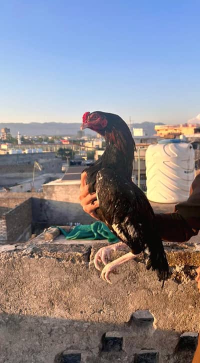 Lakha Aseel patha White nok nalli Chitpara high quality