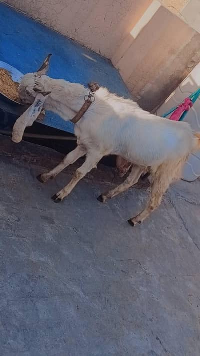 Bakra urgent for sale