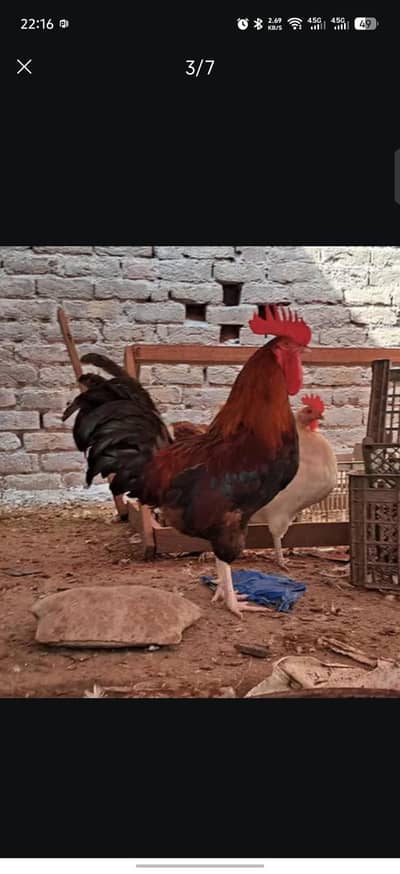 Male murgha breeder for sale