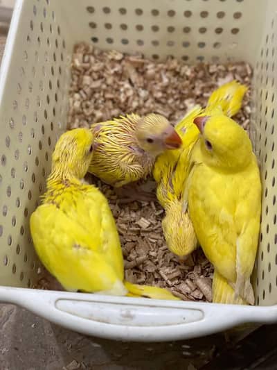 blue and yellow parrot chicks