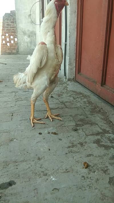 pure white swing neck shamo male available