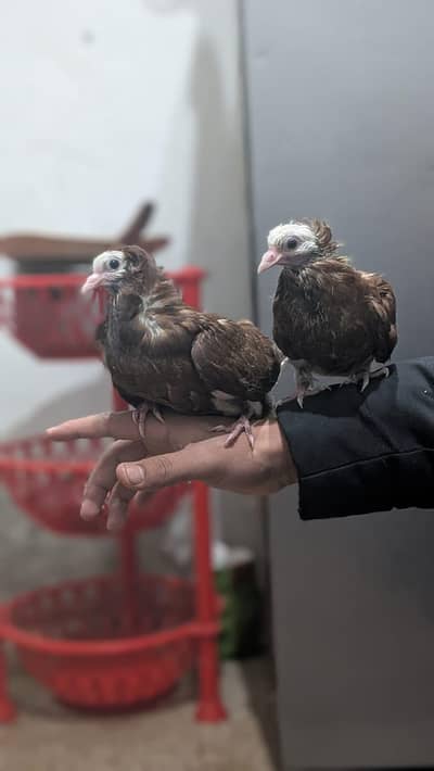 very pretty and very healthy