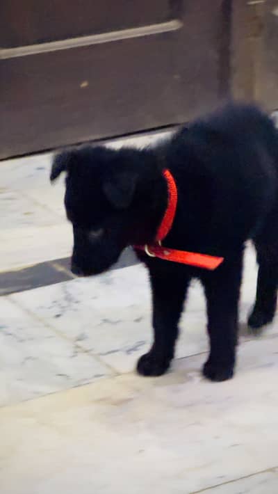German Shepherd 2 Month puppy Black health active