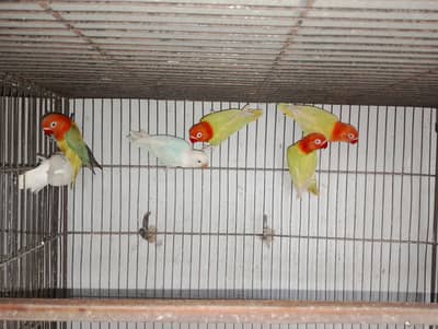 Pale fellow Green Euwing Albino Red Eye 