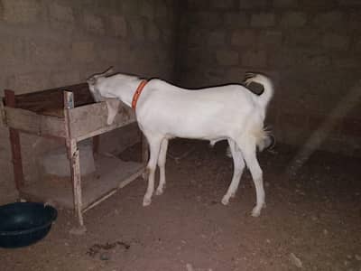 gulabi male  he Mashallah.  se Sirf wazan men bhi 24kg