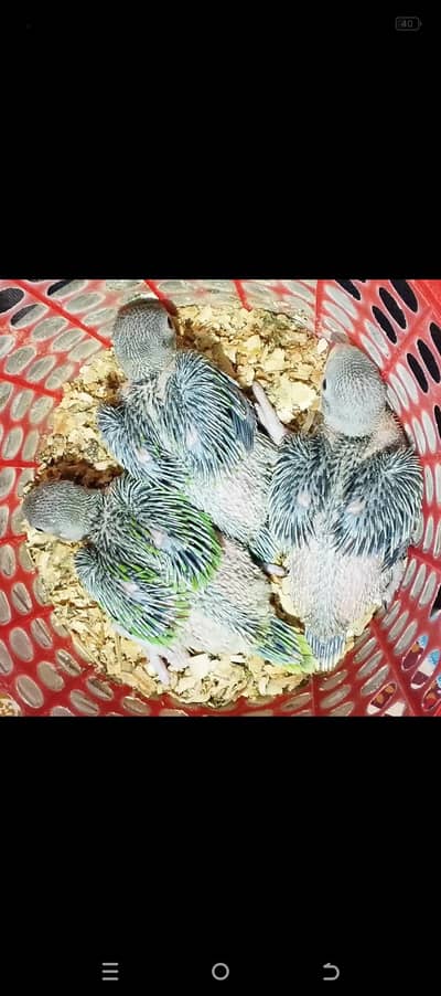 Green Ringneck Chicks