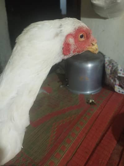 papar white murghe for sale