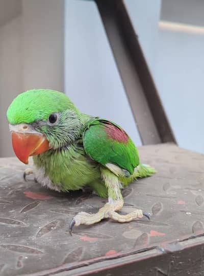 Kashmiri Raw Chick Male