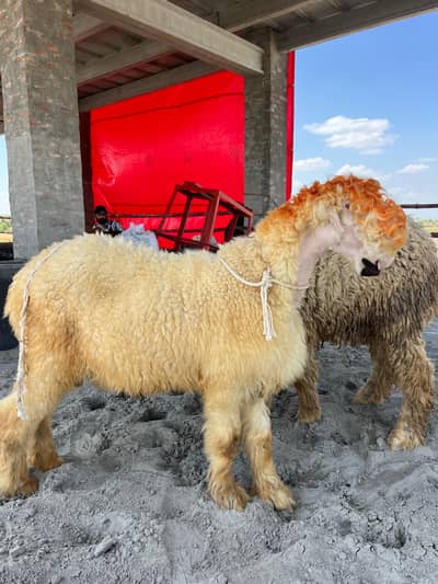 Mundra Chatra Qurbani k lie