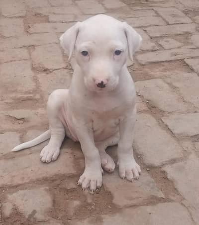Bully female for sale