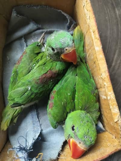 Kashmiri Raw Chicks Pair Active Healthy