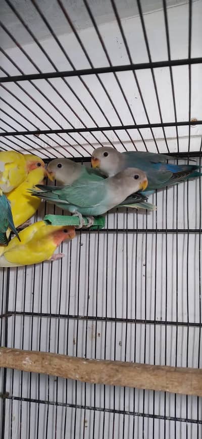 Lovebirds, Lotino , Aqua Opaline Pathy