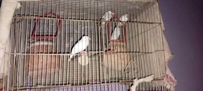 Opal Jawa and Silwar Jawa Pair he