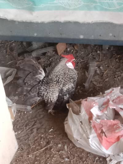 Rozecomb fancy hens eggs for sell per egg price just 300 pkr