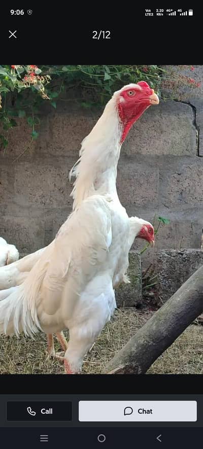 White Shamo Pair | WHITE Shamo Murga | Shamo murga