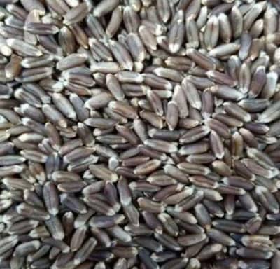 Black wheat seed