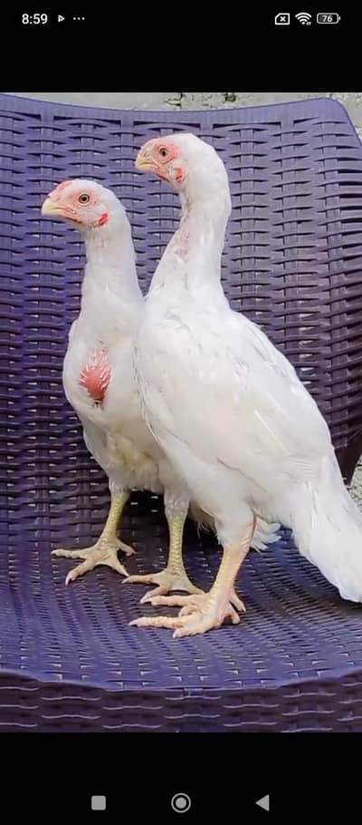 Parrot big. murga age 3month My WhatsApp 03013564795