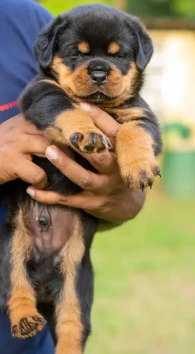 non pridgree rottweiler Puppy available location lahore heavy bone s