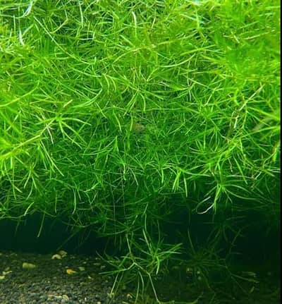 fresh and healthy gappy grass